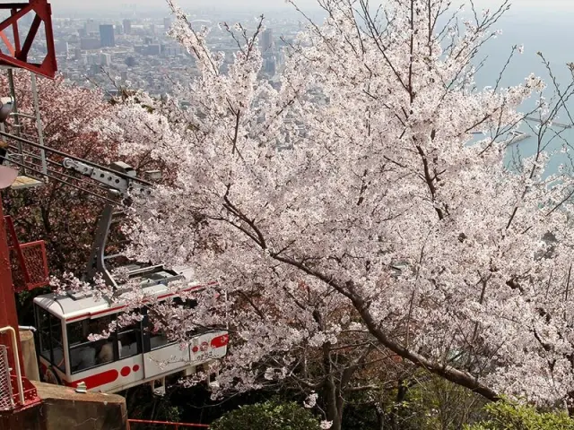 神戸有数の名所として知られる桜など季節の花も見もの