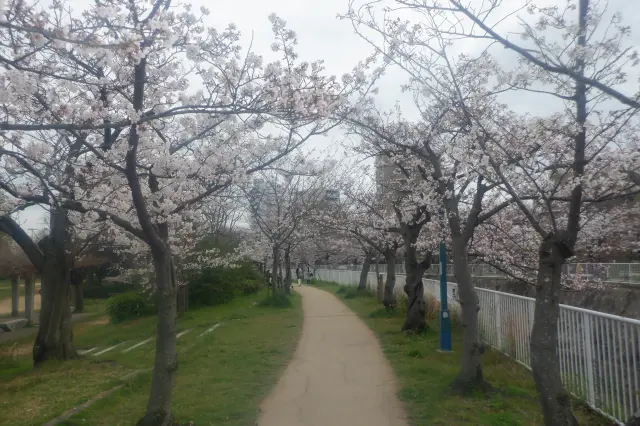 散策路が整備され、桜のトンネルのなか花見散歩が楽しめる