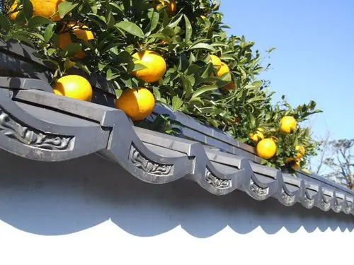 5月には夏みかんが顔をのぞかせる