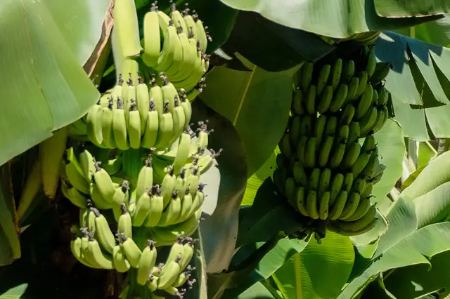 島バナナは小ぶりで甘味と風味に特徴がある