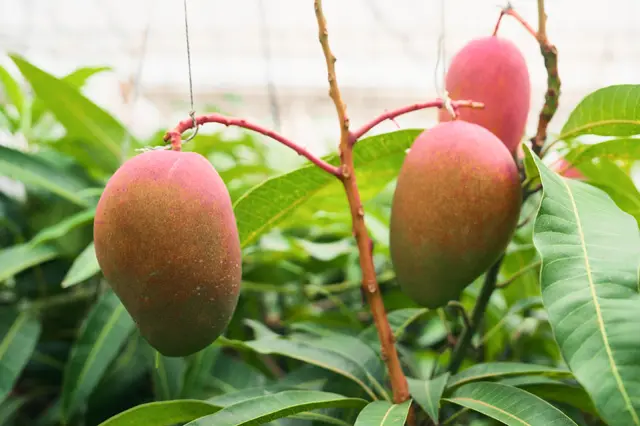 宮古島の太陽を浴びて育ったマンゴーの味は格別