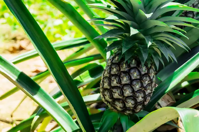 数種類のパイナップルが植えられていて、希少なゴールドパレルも見ることができる