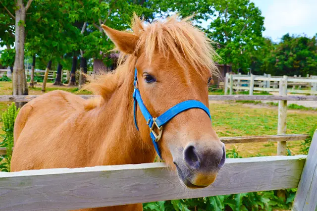 トロピカルガイドツアーの最終地点で宮古馬と触れ合える