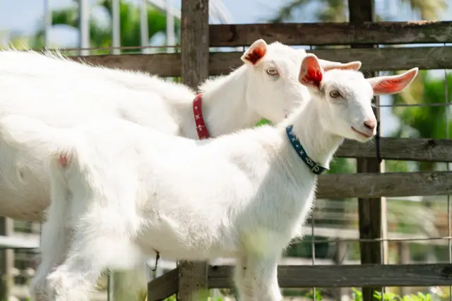 お散歩コースでヤギに餌をあげたり触れ合いを