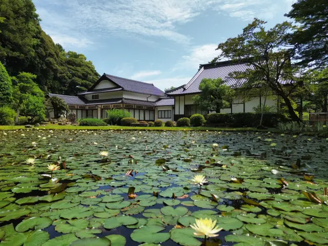 例年6月上旬頃から9月頃までスイレンが見られる