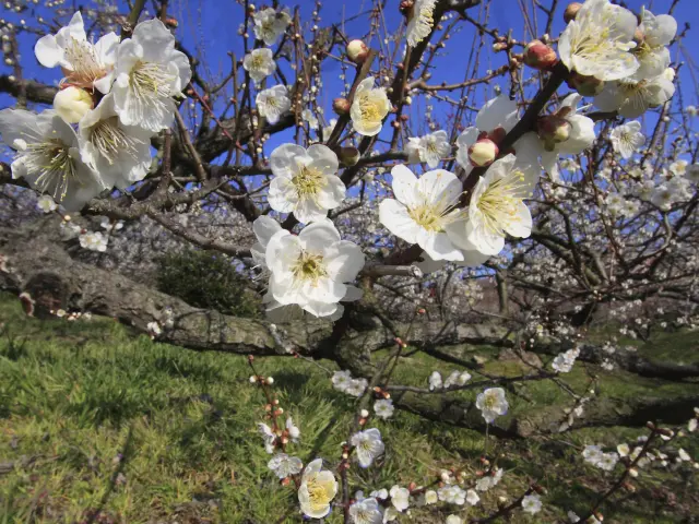 大きな実がなることでも有名な玉英など多様な品種が植えられている