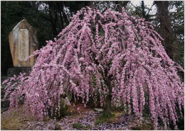 鮮やかなピンクの花が咲き誇る枝垂れ梅も圧巻