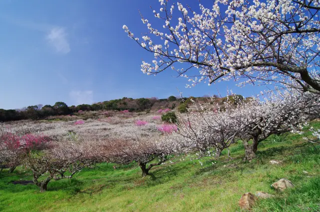 海を見下ろす絶景ほか、山頂へ向かって見る景色も見応えあり