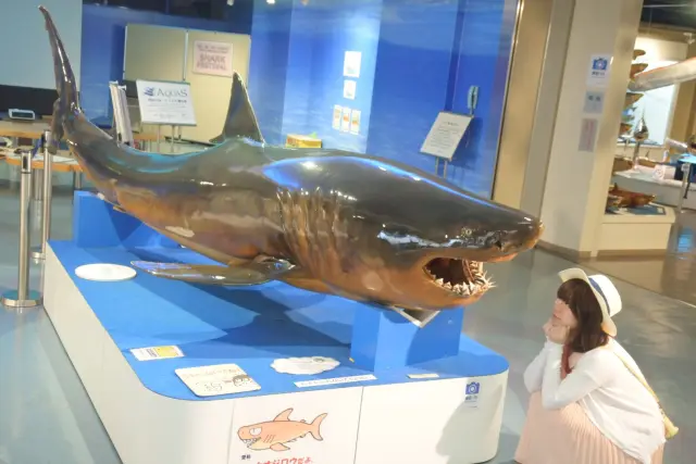 迫力満点の「ホホジロザメ」