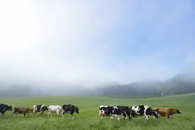 高原でのんびり暮らす牛たち