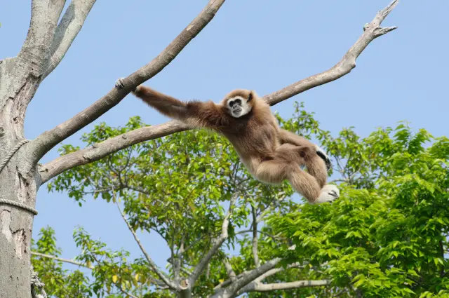 生息環境展示を国内で全園に初めて取り入れた「ときわ動物園」