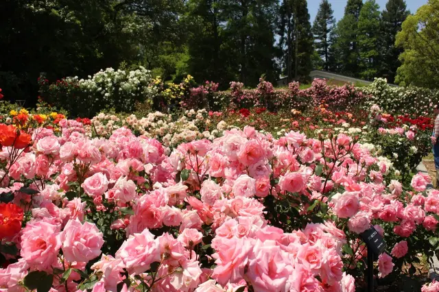 四季の庭など年間を通して花や緑が楽しめる「フラワーゾーン」