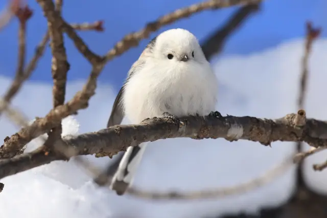 野鳥や季節の花を見ることができる