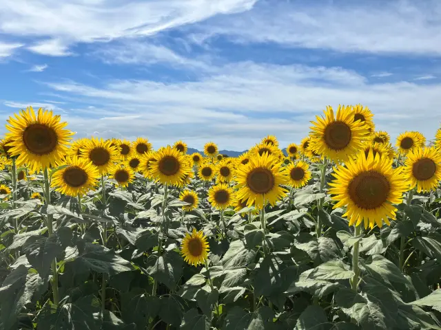 ひまわりは7月下旬〜8月中旬に数回に分けて開花する