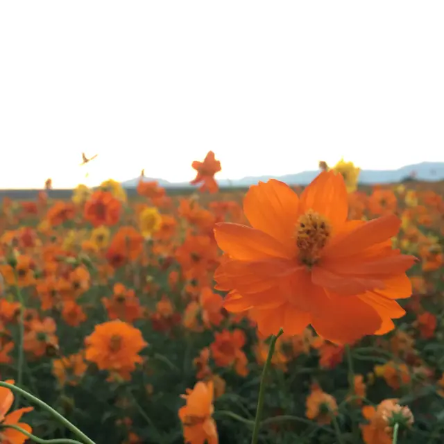 秋の訪れを告げるキバナコスモス