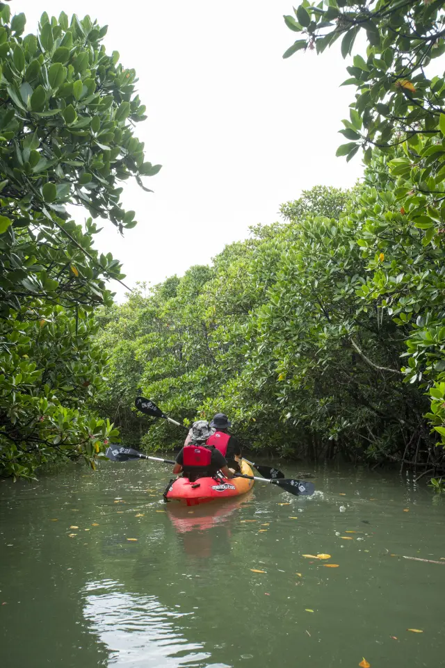 ヒルギ林をカヌーで探索
