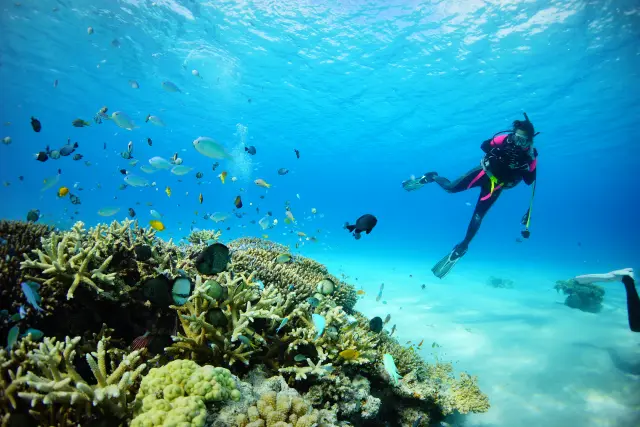 色とりどりのサンゴや魚が暮らす世界屈指のダイビングポイント