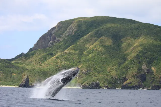 クジラとの遭遇率が高く、ホエールウォッチングの人気スポット