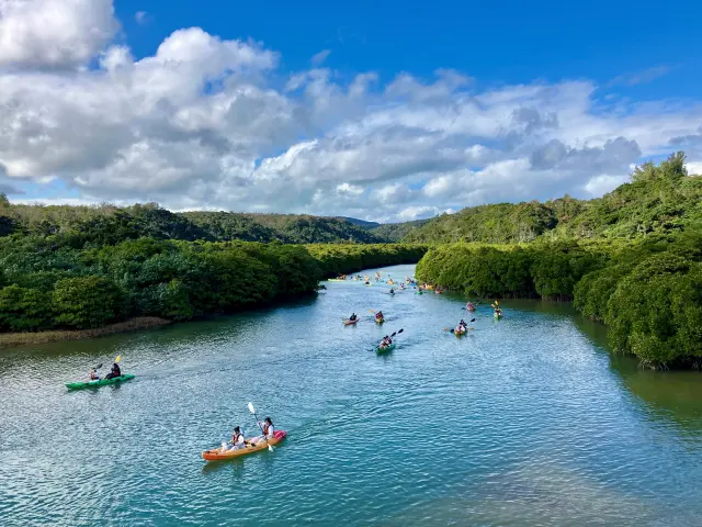 沖縄本島最大のヒルギ林（マングローブ）