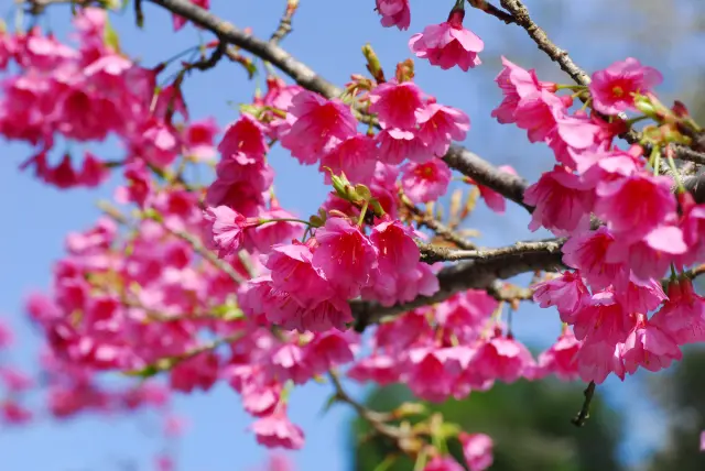 冬に咲くカンヒザクラ