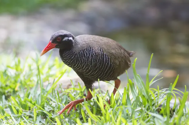 やんばるの森にだけ生息するヤンバルクイナ