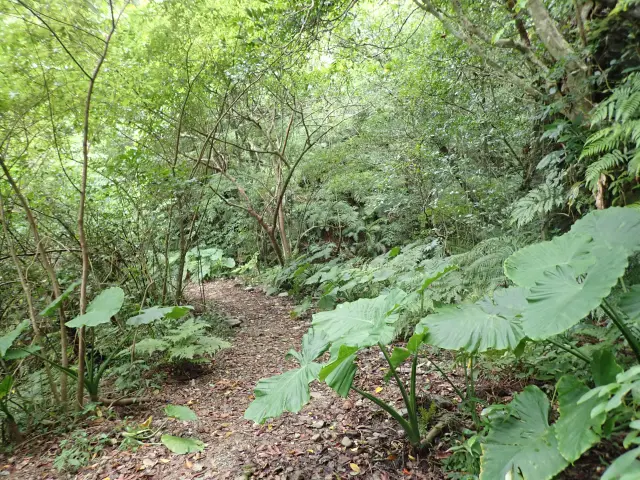 やんばる国立公園