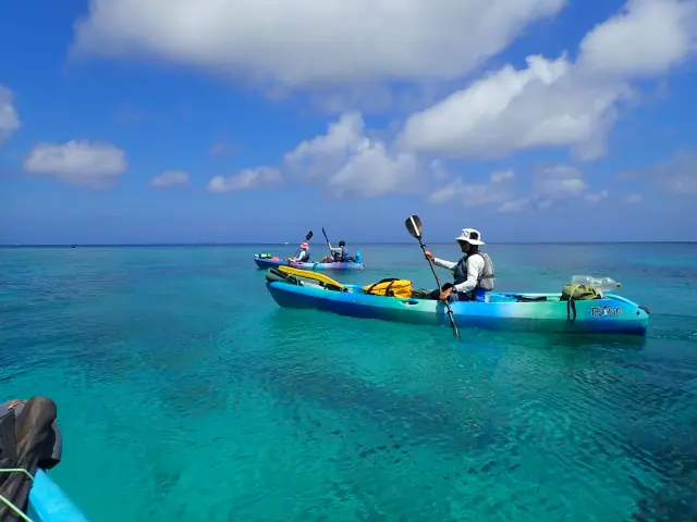 シーカヤック中にウミガメに出合えることも