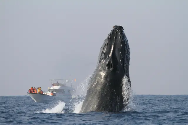 1月から3月はホエールウォッチングのシーズン