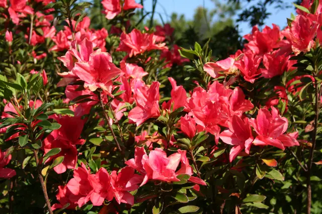 2月から6月頃にオレンジの花を咲かせるケラマツツジ