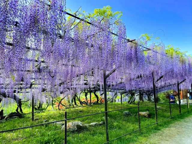 １メートル以上にも達する花房が見事