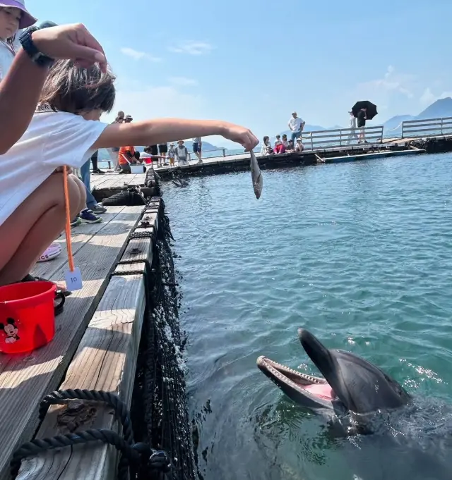 えさやり体験では、イルカが魚をパクッと食べる姿を間近で観賞できる