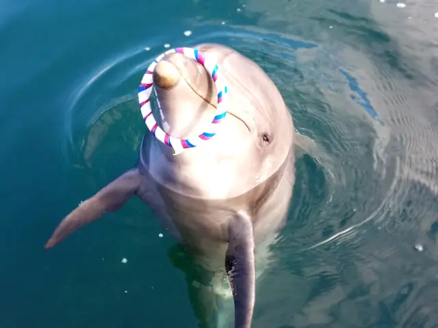 ドルフィンファームしまなみ