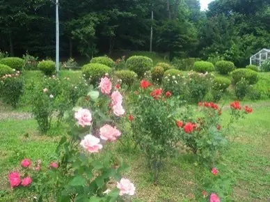赤や白、ピンクなど色とりどりのバラが咲く「バラ園」