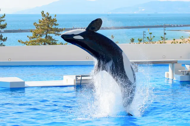海の王者・シャチのパフォーマンスは必見