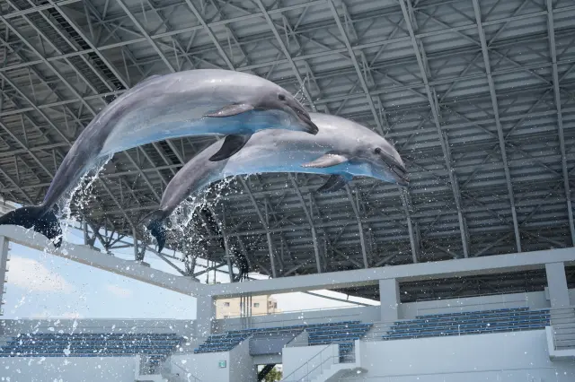 イルカのシャープな動きは感動もの