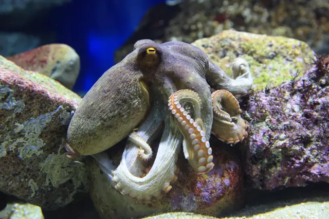 多種多様な水辺の生きものと出会える