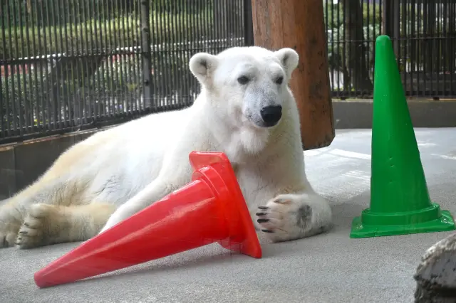 とべ動物園の人気者、ホッキョクグマの「ピース」
提供：愛媛県立とべ動物園