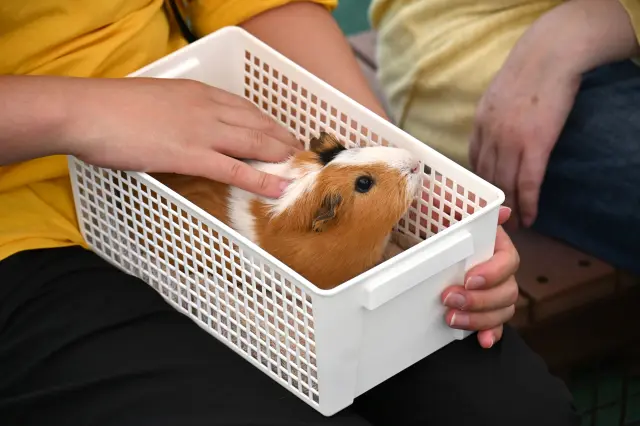 ふれあい体験などさまざまなイベントも人気
提供：愛媛県立とべ動物園