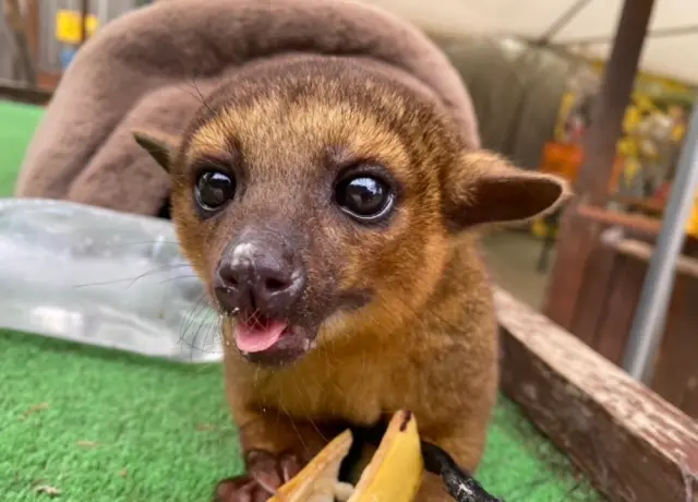 園内にいるほぼすべての動物にエサやりが楽しめる