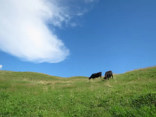 「姫鶴平」では春から秋にかけて、放牧された牛の様子を眺めることもできる