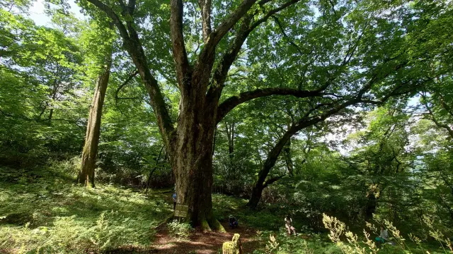「ケヤキ平」のシンボル的存在、樹齢約600年の「猪伏の大トチ」