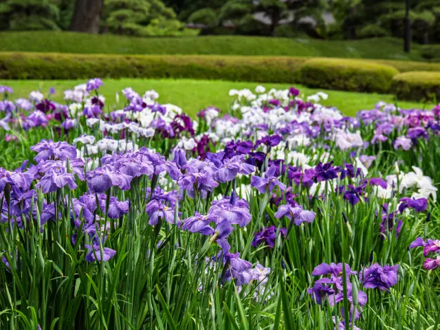ハナショウブなどが美しい二の丸庭園