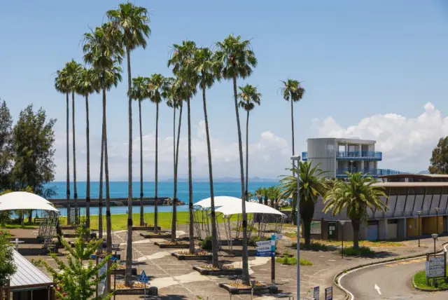 立ち並ぶヤシの木々がお出迎え