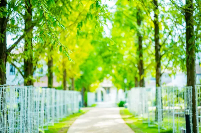 ミュージアムガーデンでは、秋のメタセコイヤの並木など四季折々の景観が楽しめる