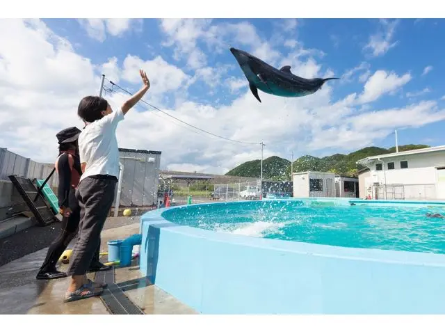 トレーナーになった気分でイルカとふれあおう
