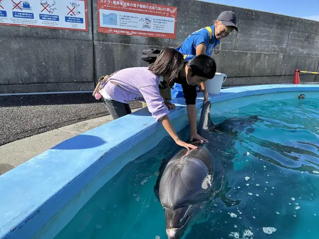 実際にタッチができる「餌やり体験」は1番人気