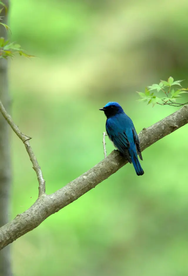野鳥との出会いが楽しみ