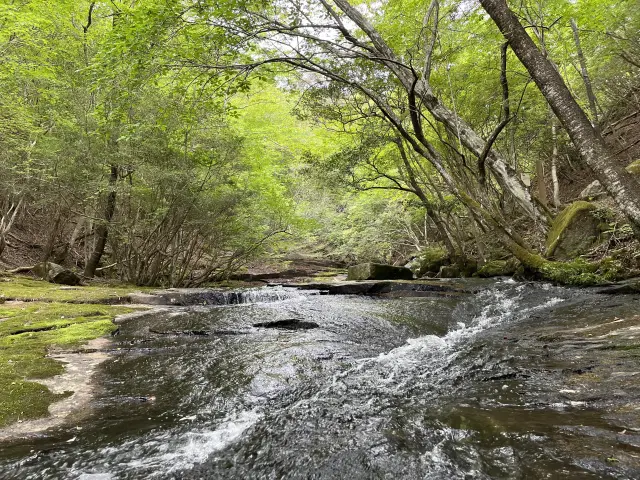 清らかな水の流れ、木々がつくり出す景観が美しい