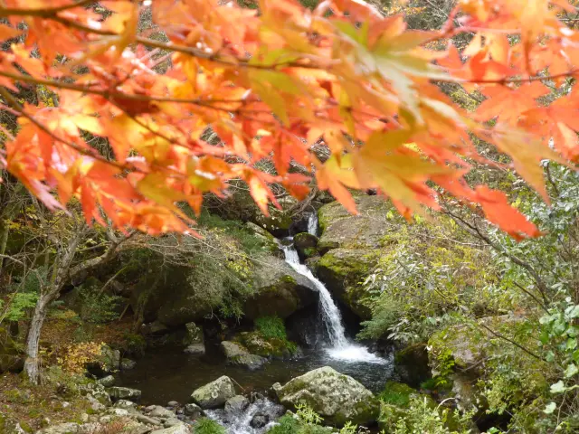 例年10月下旬〜11月中旬に見頃を迎える紅葉