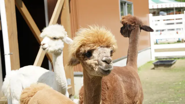 モコモコの毛並みが特徴で、やさしい肌触りのアルパカ